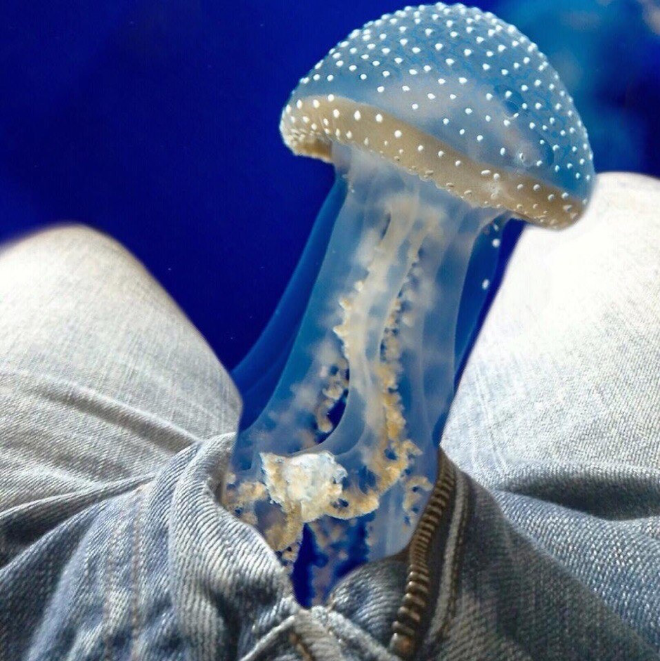 funny jellyfish in pants
